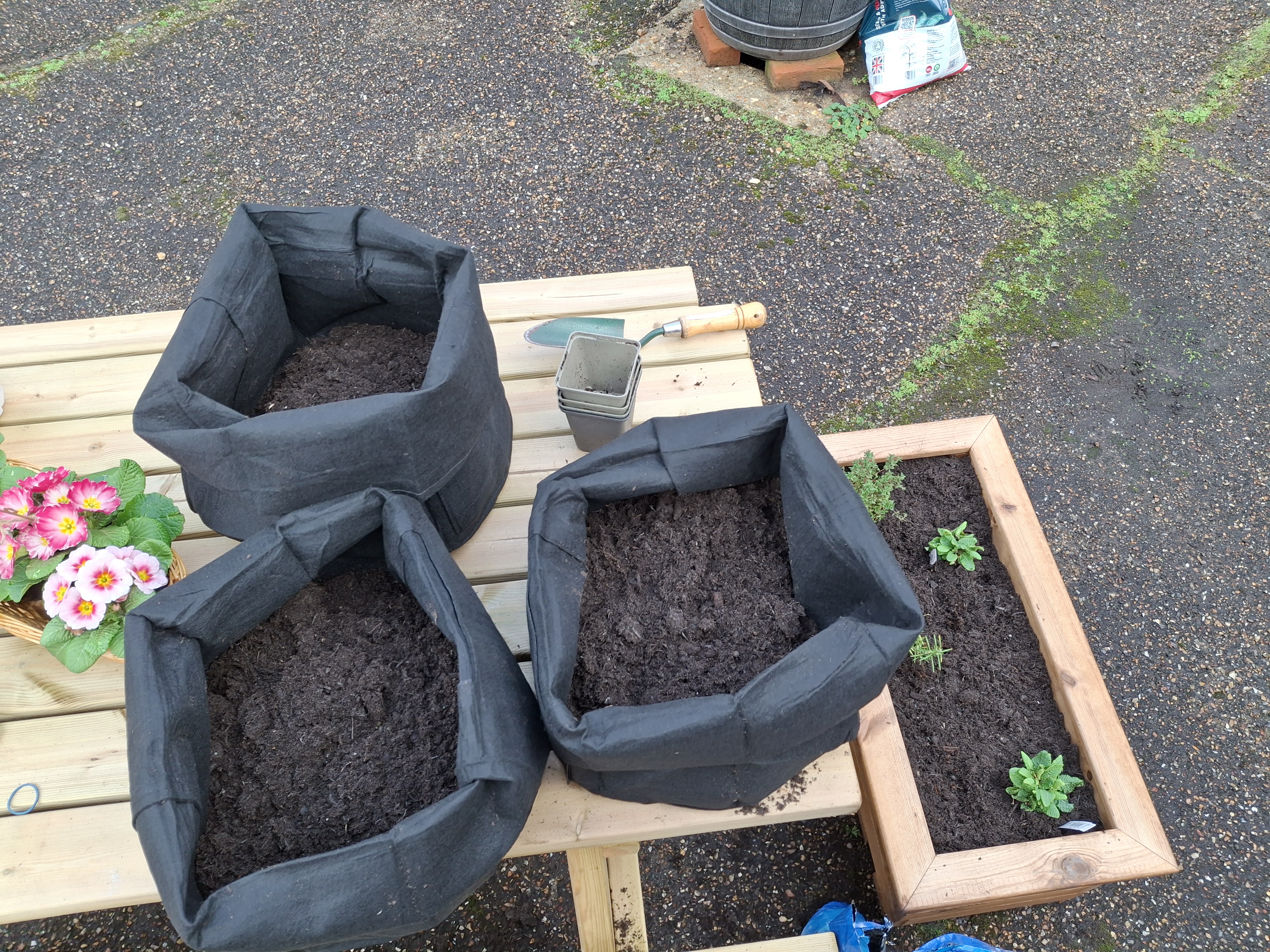 Some of planter bags filled with fresh soil and ready for planting