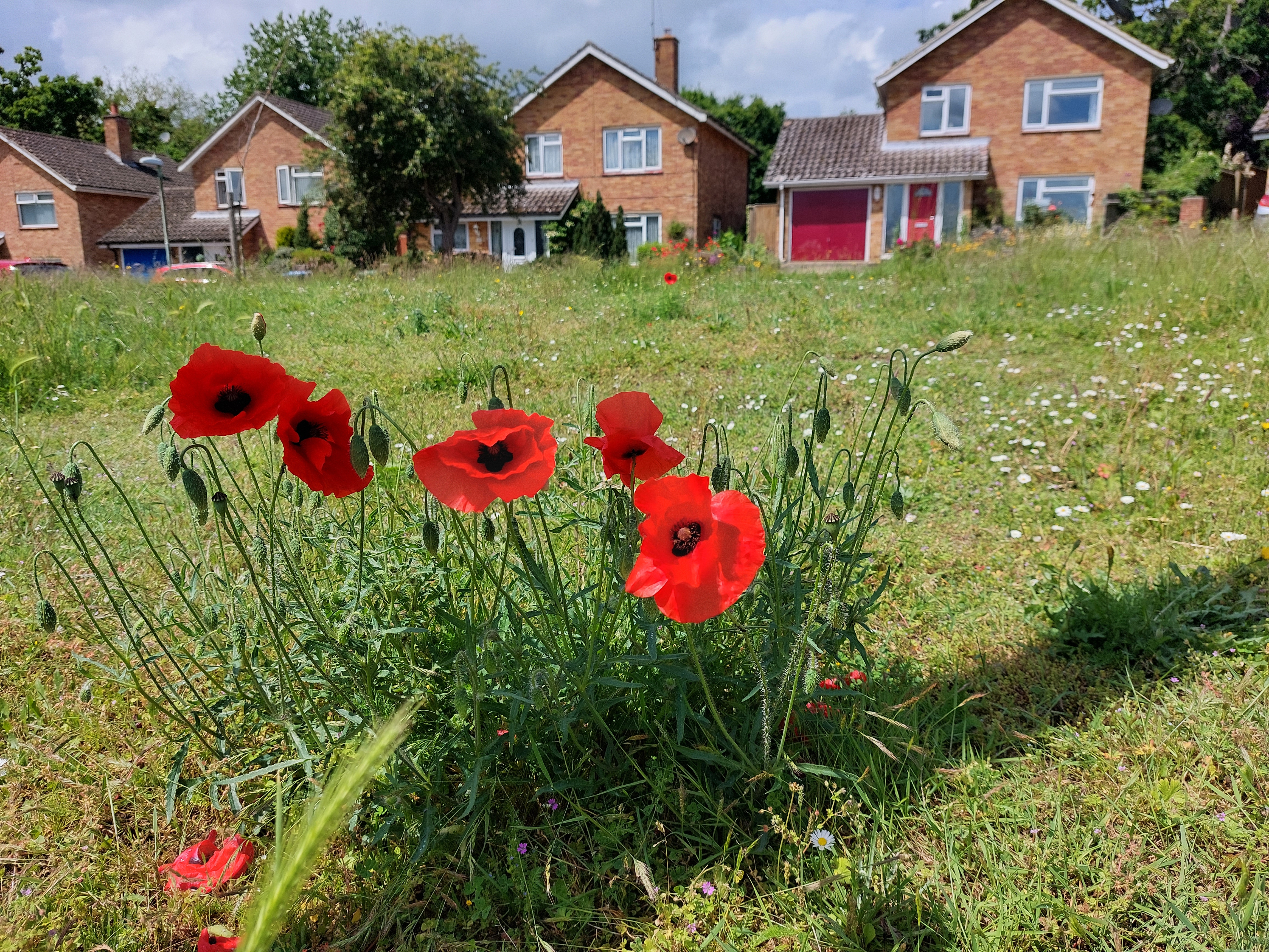 wildflower meadow