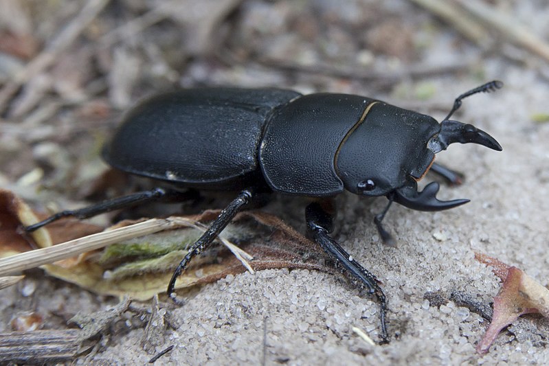 Lesser stag beetle