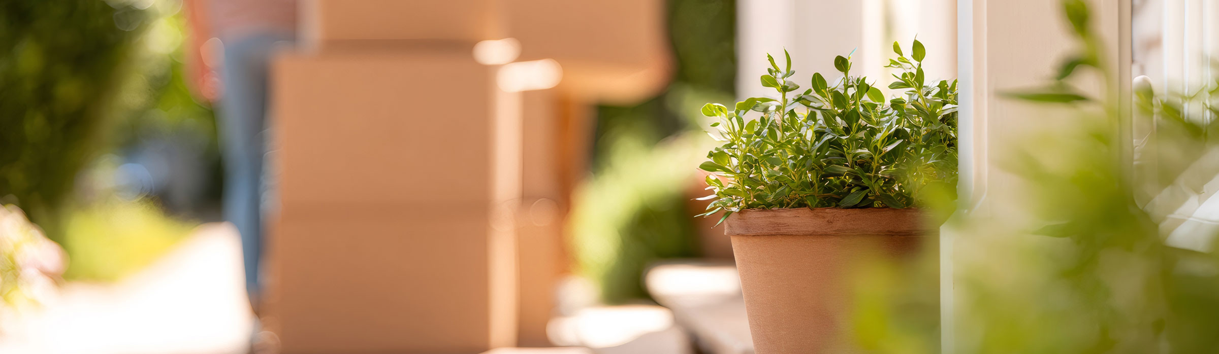 Plant pot on moving day
