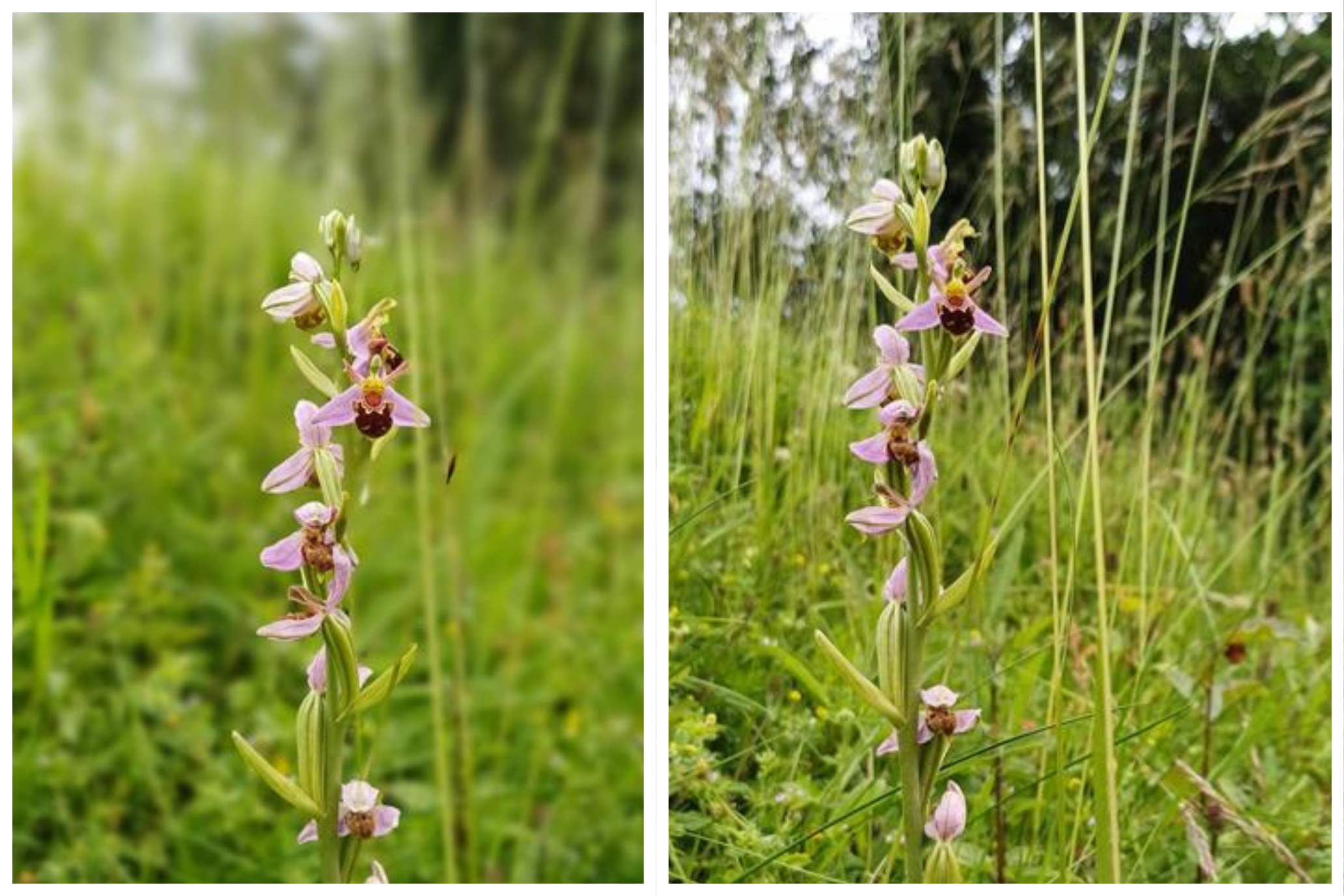 Side by side close-ups of the bee orchids at the Stoney Road site in Grundisburgh